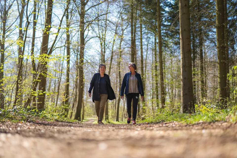 Tæl Skridt Forår I Skoven